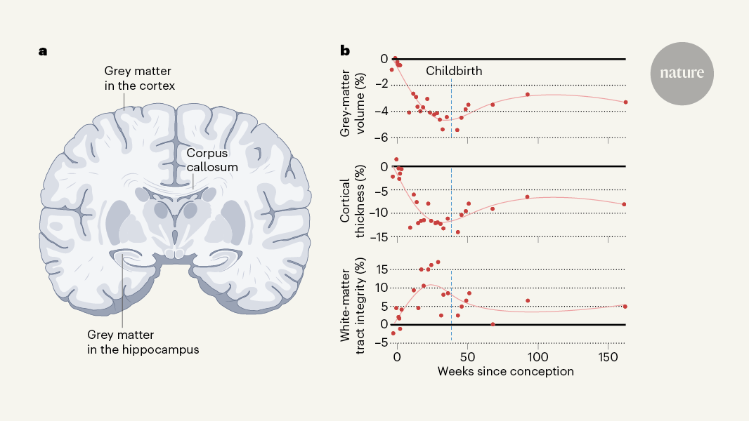 Pregnancy restructures the brain to prepare for childbirth and parenthood