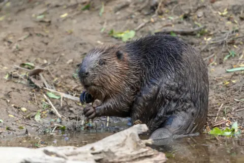 Beaver Trust A wild beaver on the River Tay in Scotland. It's standing on its haunches knee deep in river water just beside the bank.